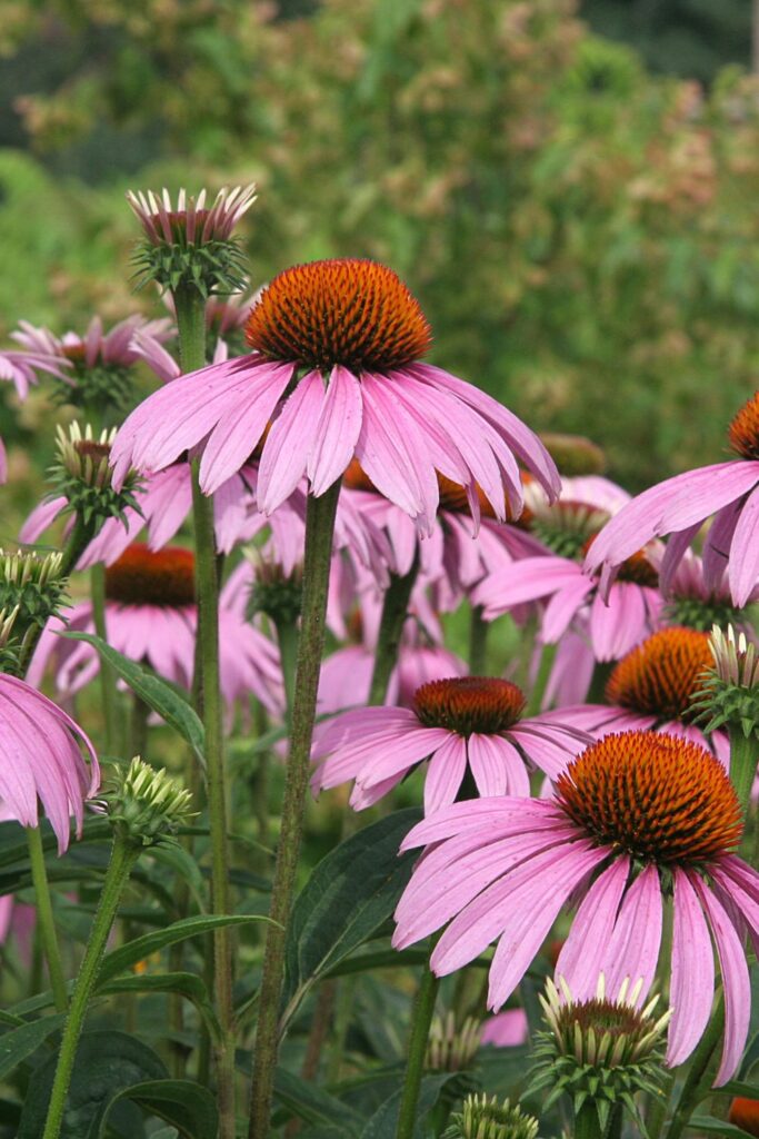 zone 10a perennials -purple coneflowers growing in the wild 
