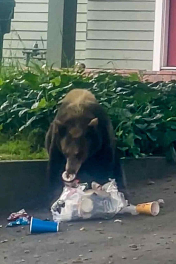 Bear eating Ice cream 
