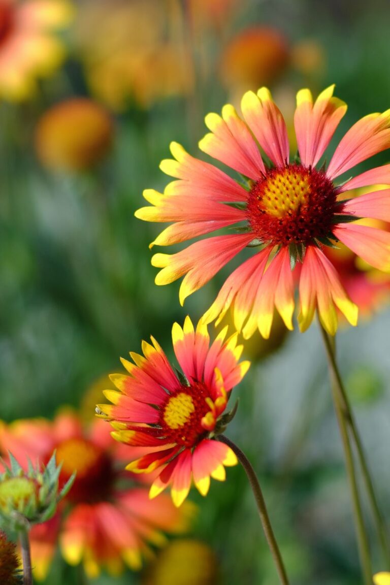 35 Best Zone 10A Perennials to Grow in Full Sun