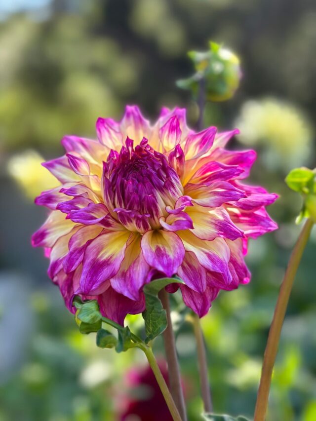 Dahlia in full bloom