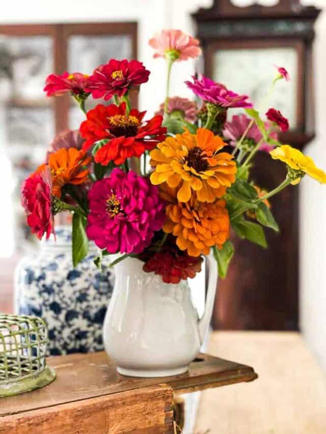 Are Zinnias Perennials? Let’s Find Out
