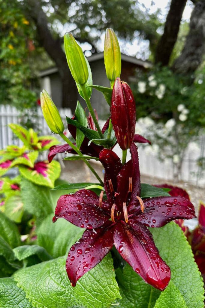 zone 10a perennials- daylillies