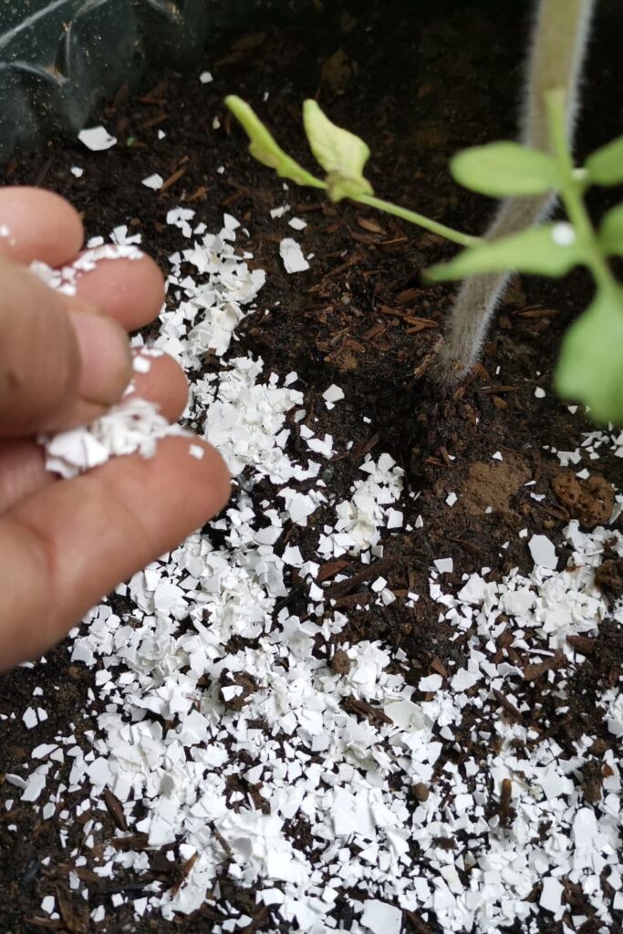 eggshells as DIY flower fertilizer