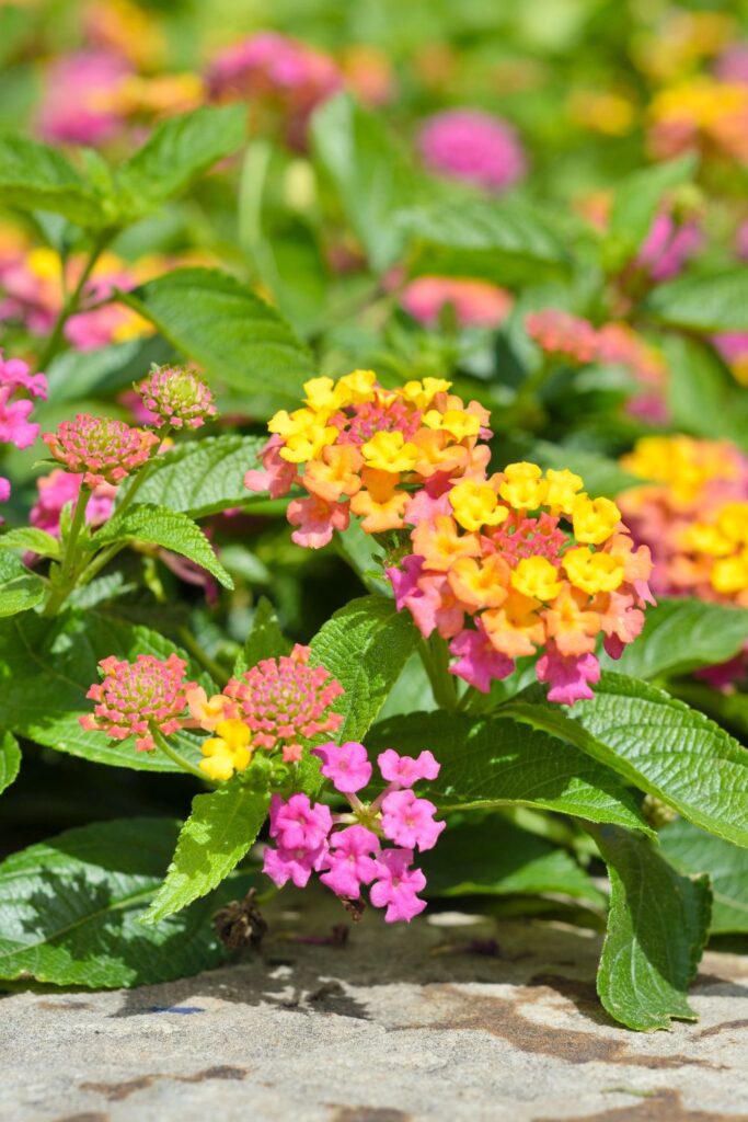pink and orange s mall flowers of a lantana plant 