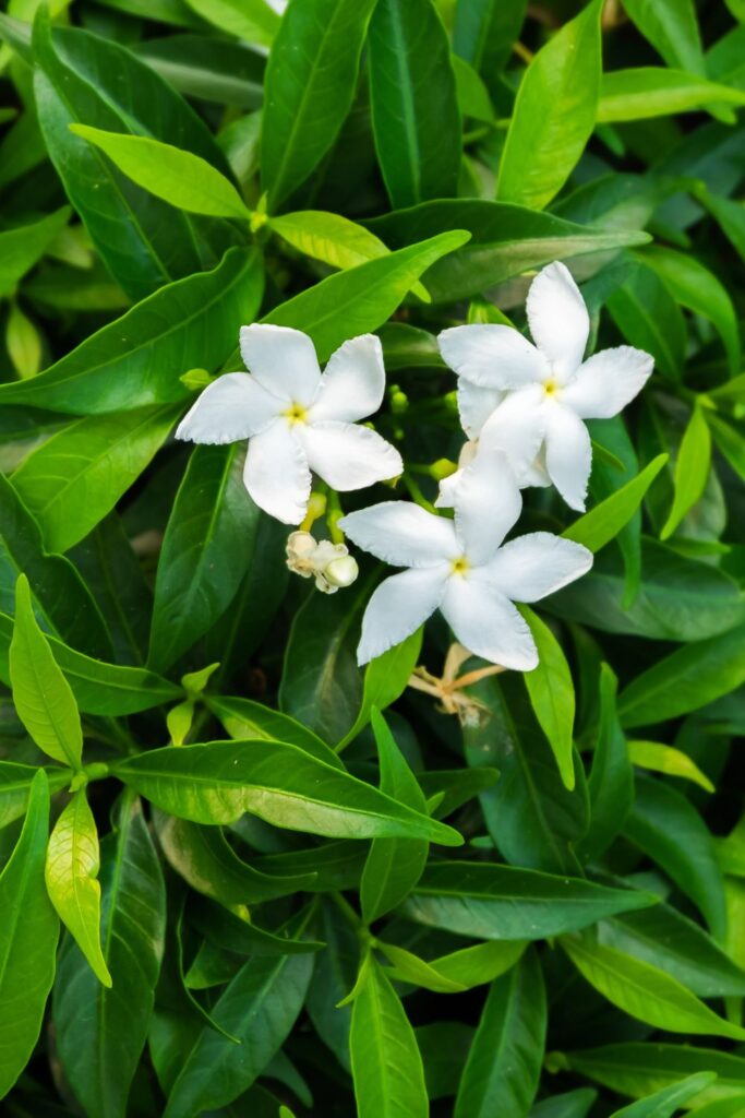Orange jasmine in full bloom with white flowers and green leaves 