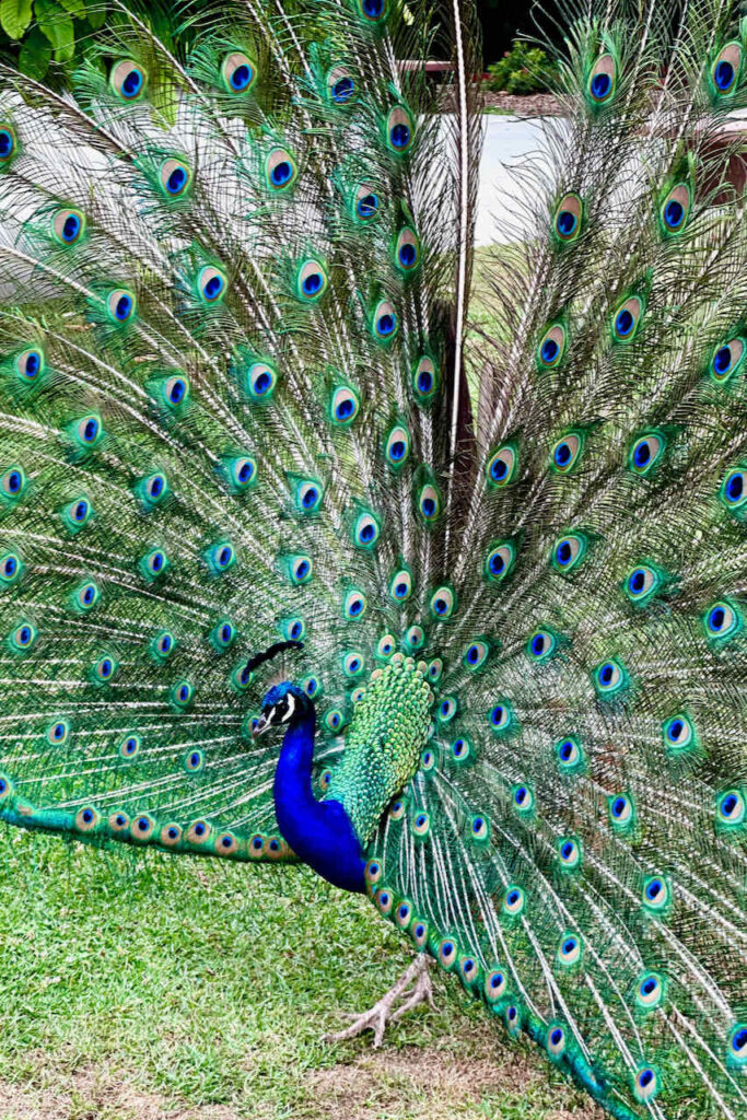 Male Peacock with his feathers open. 