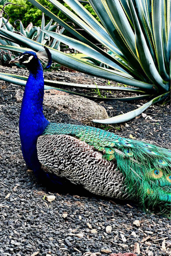 male peacock resting in the dirt