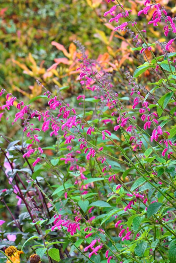 zone 10a perennials-pink salvia growing in a field 