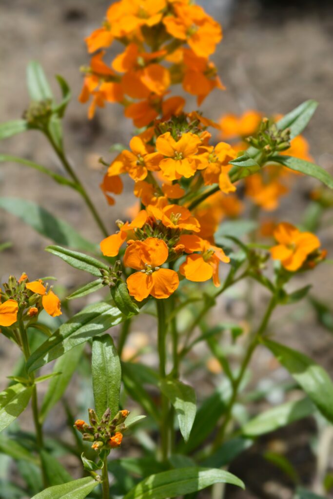 Perennials to Grow in Full Sun-cut flower garden -Siberian wallflower- an orange flower in a garden 