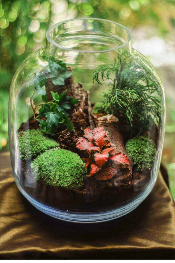 Terrarium in the kitchen - glass jar full of plants to decorate teh kitchen 