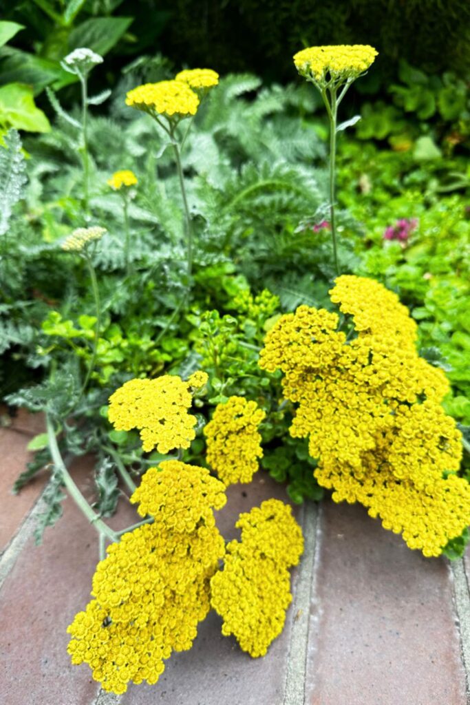 zone 10a perennials-yellow yarrow plant growing in a yard 