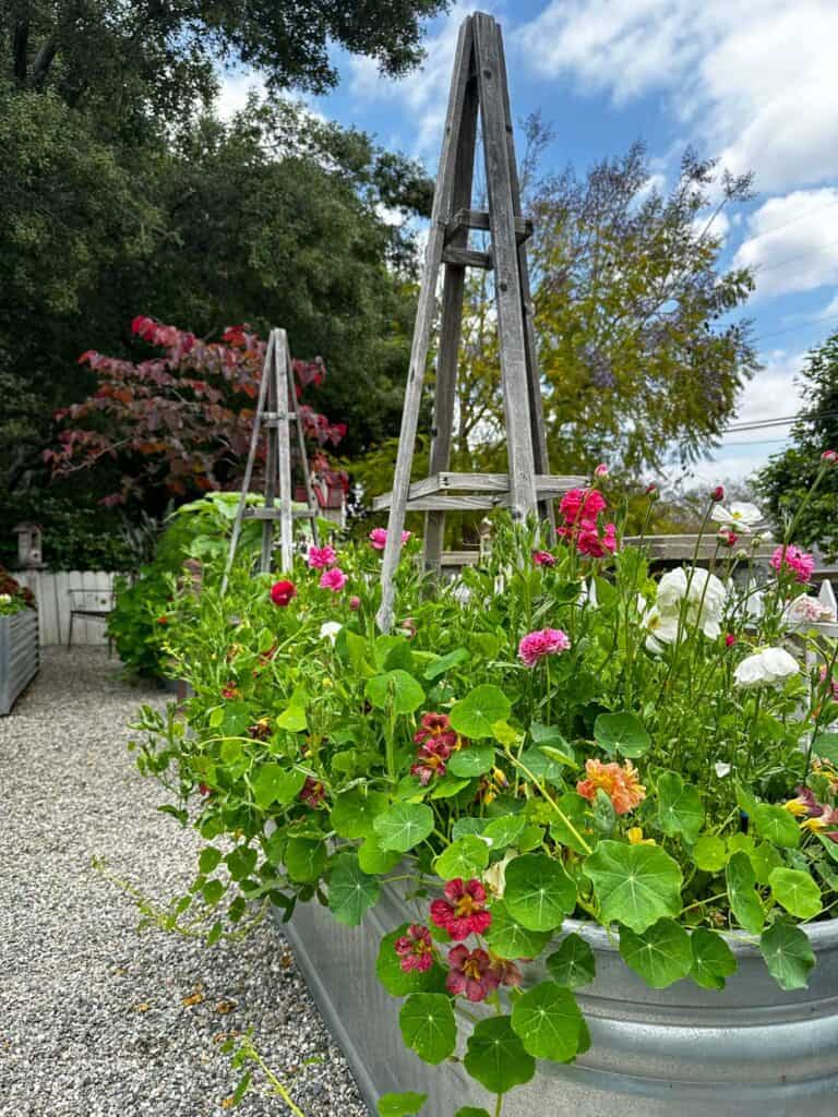 zone 10a perennials-garden in bloom with nasturtiums and ranunculus