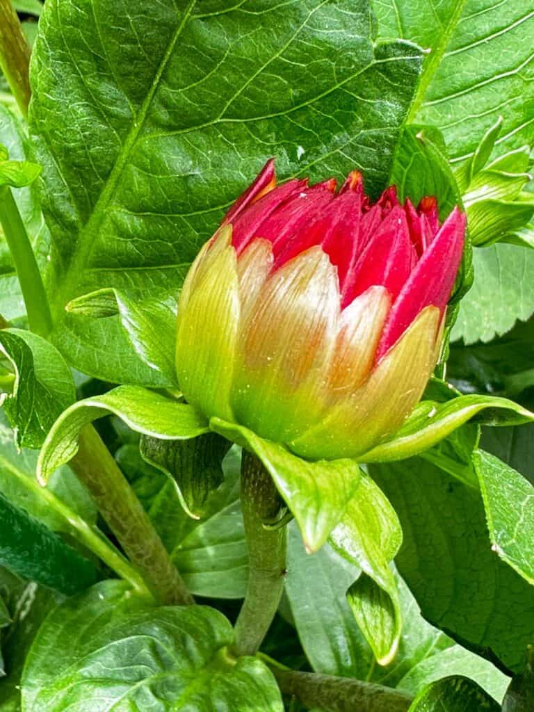 Dahlia bud about to bloom in the garden 