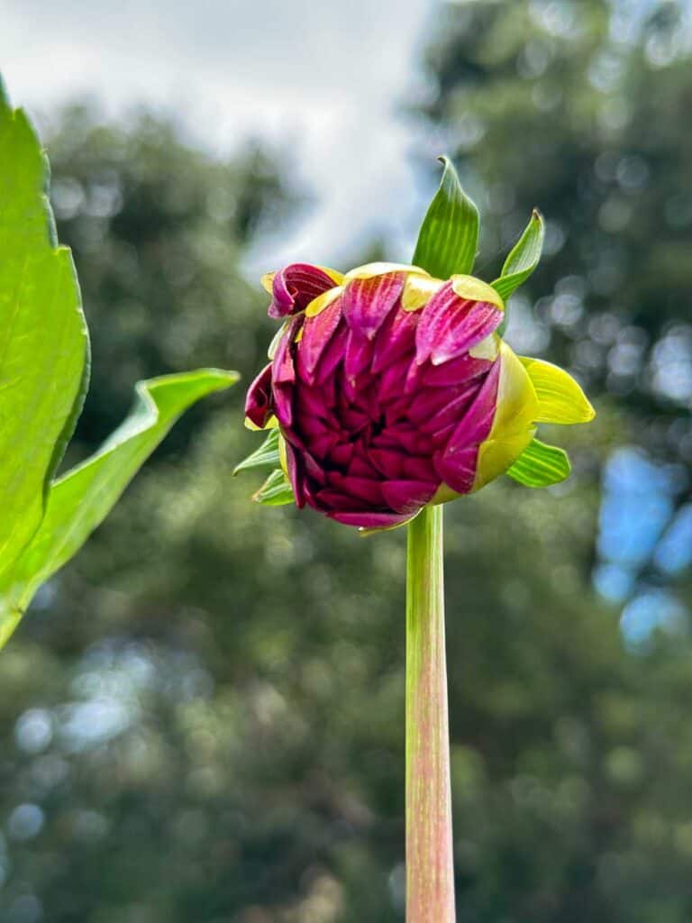 burgundy dahlia about to bloom 