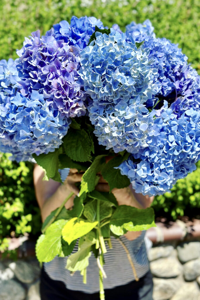 A woman holding a very large bunch of blue hydrangeas 