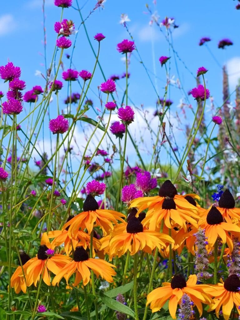 Black eyed susand and purple flowers with blue sky 
