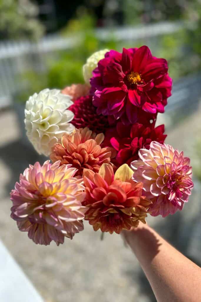 bouquet of dahlias from the garden