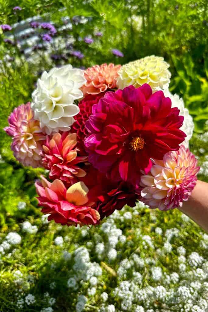 bouquet of dahlias from the garden