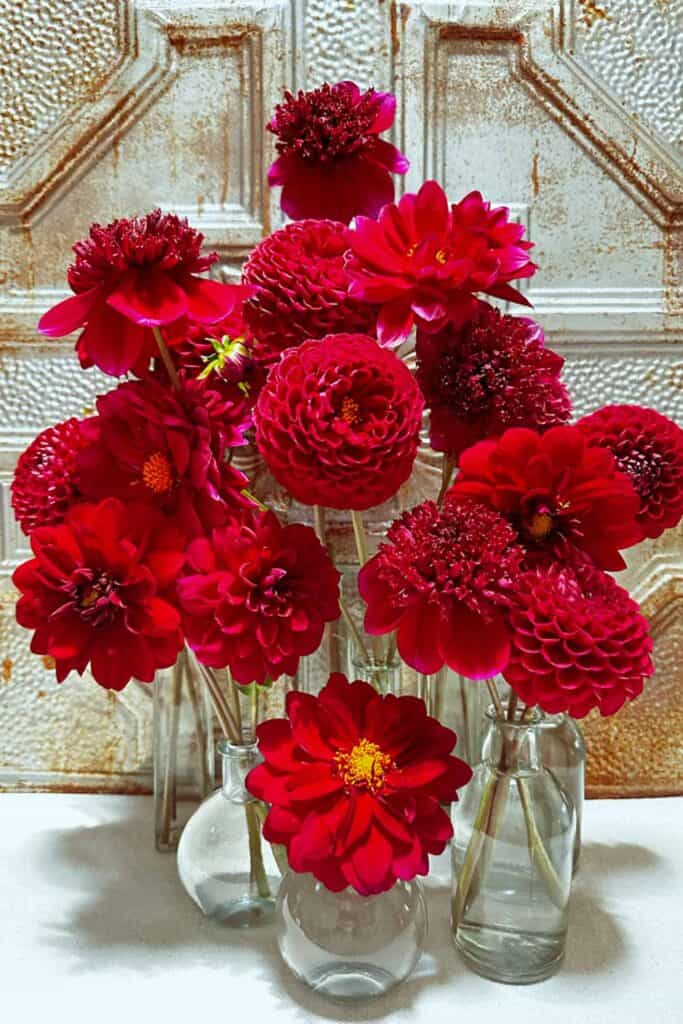 red dahlias in single stem vases 