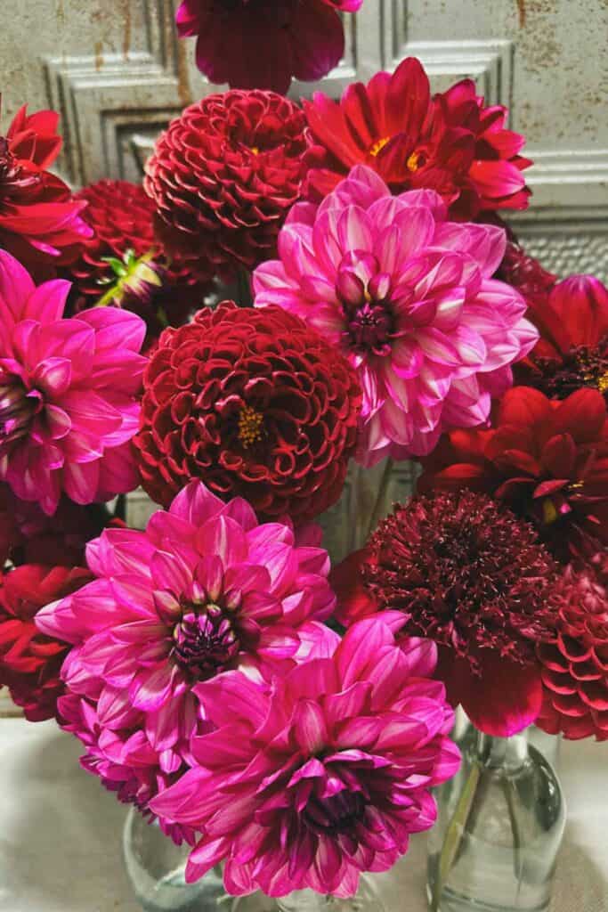 dahlias in shades of red and pink