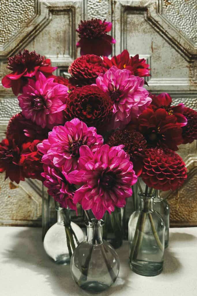 arrangement of red and pink dahlias in small glass vases 