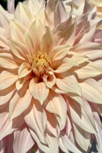 Deadheading Dahlias in Pots: Keep Your Blooms Thriving
