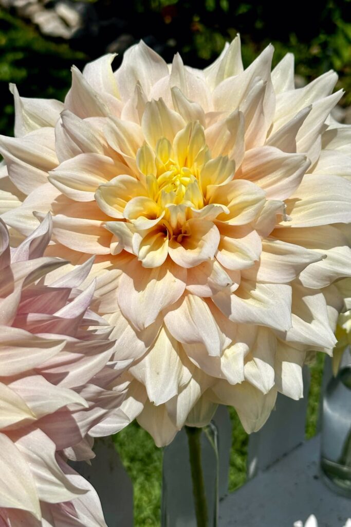 deadheading dahlias in pots - Breakout Dinnerplate Dahlia 