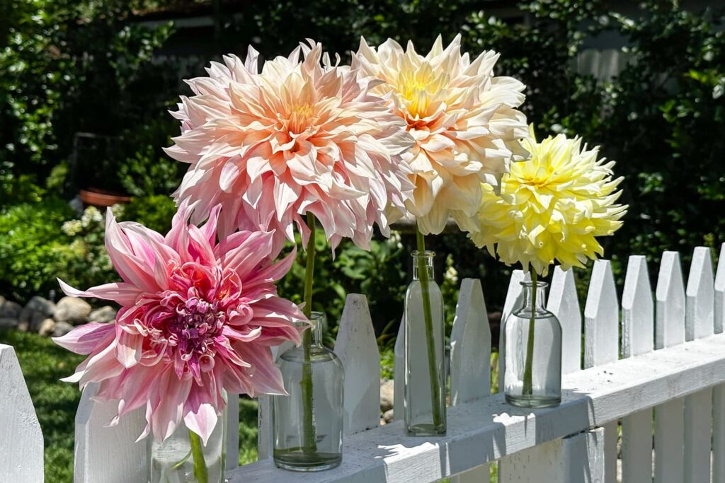 large cut dahlias in clear vases