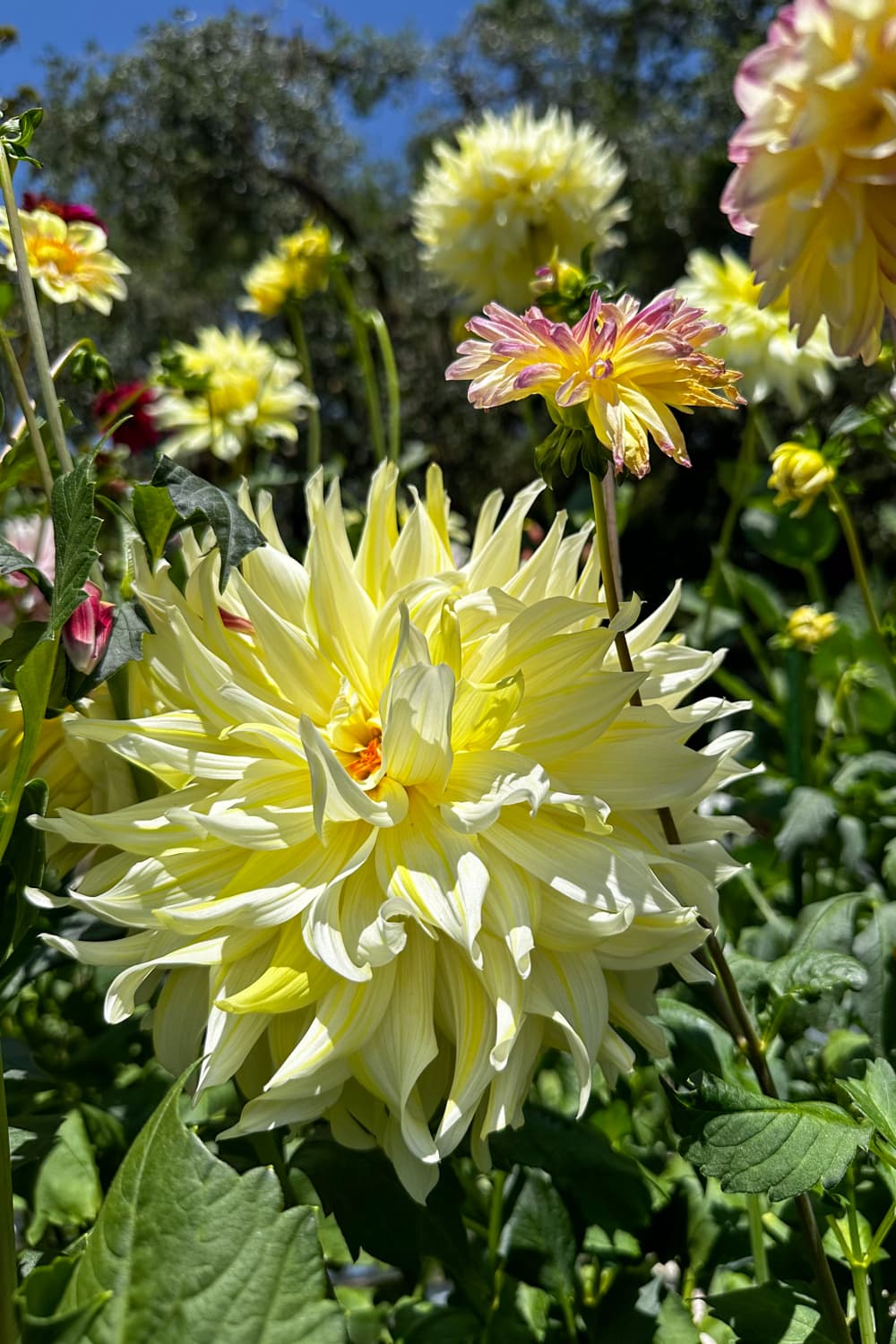 How to Grow Dinner Plate Dahlias and Care for Them WM Design House