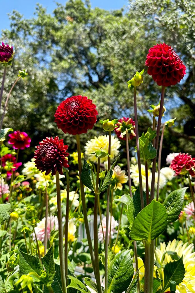 deadheading dahlias- a dahlia garden with red dahlias 