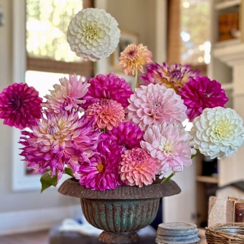 Deadheading dahlias - an arrangement of pink, white and purple dahlias