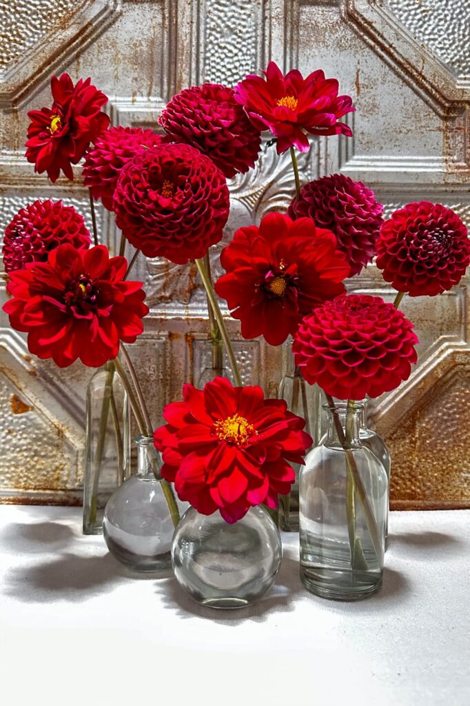 deadheading dahlias- red dahlias in clear vases 