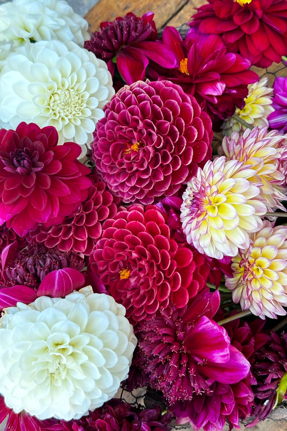 Deadheading Dahlias in Pots: Keep Your Blooms Thriving