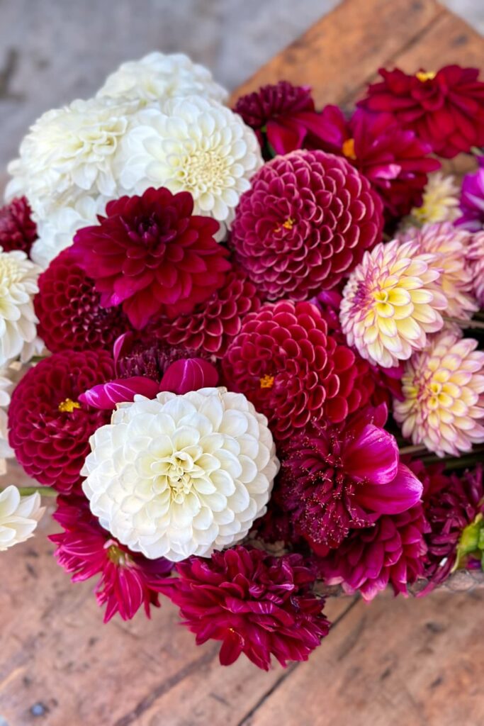 deadheading dahlias in pots- a bunch of red and white dahalias from the garden 