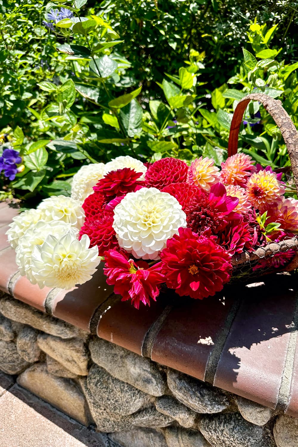 Deadheading Dahlias in Pots Keep Your Blooms Thriving