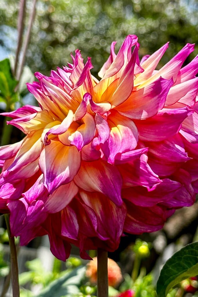 beautiful purple and yellow blossoming dahlia in the garden 