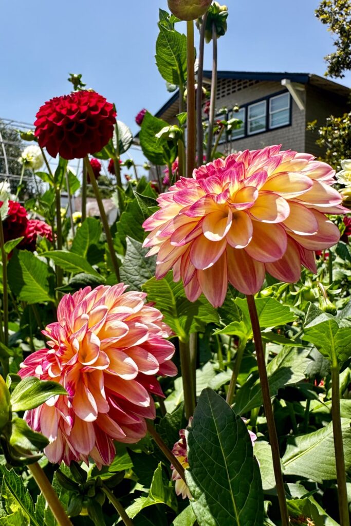 beautiful purple and yellow blossoming dahlia in the garden