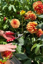 Deadheading Dahlias in Pots: Keep Your Blooms Thriving