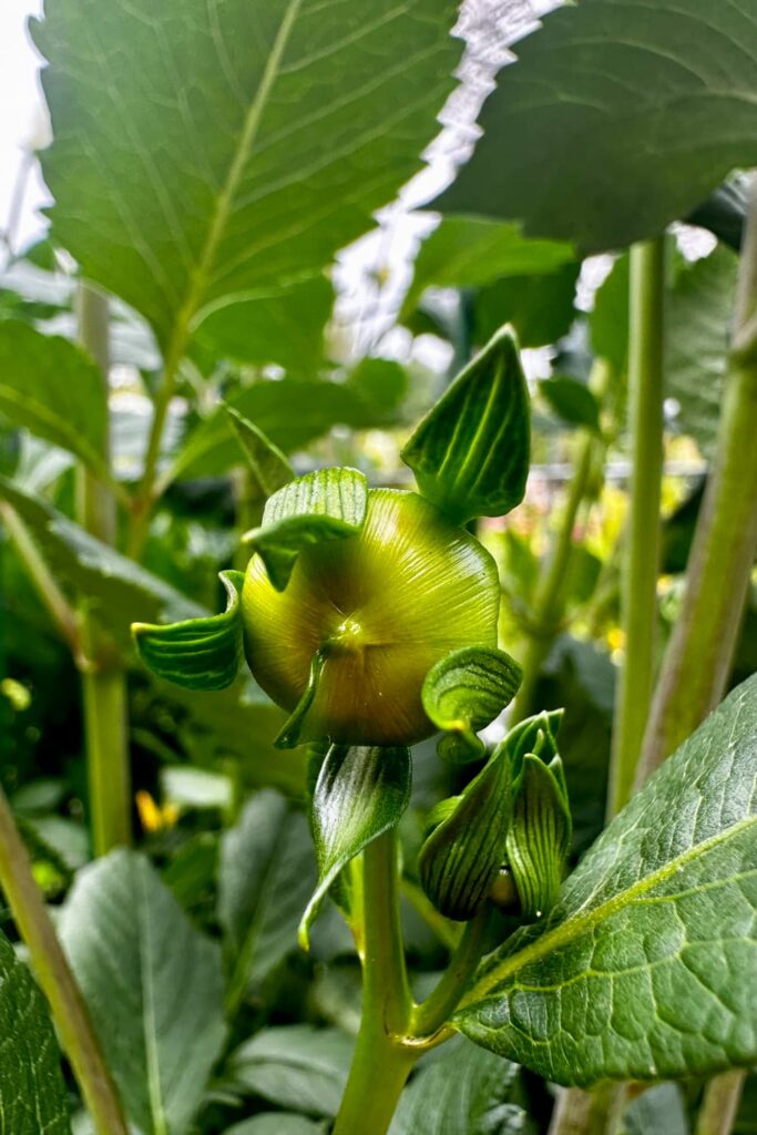 A new dahlia bud about ready to blossom