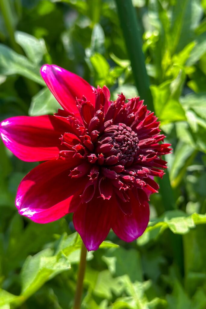 Dahlia deadheading- beautiful red dahlia