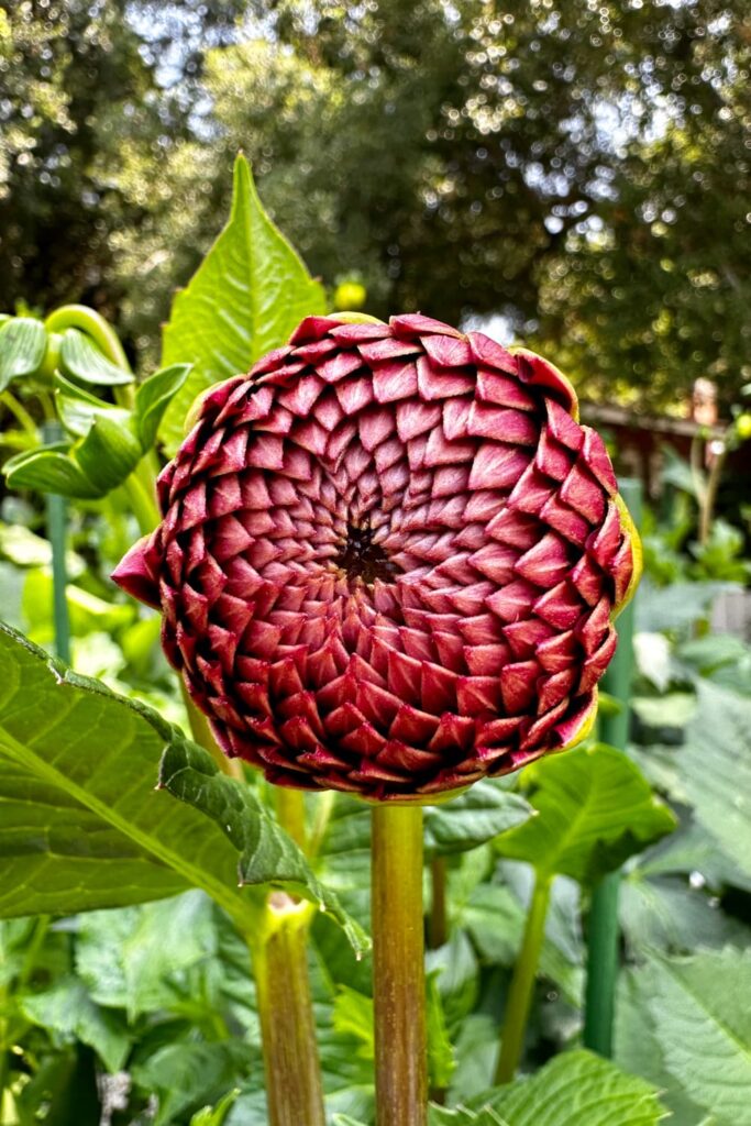 deadheading dahlias in pots - large dahlia about to bloom 