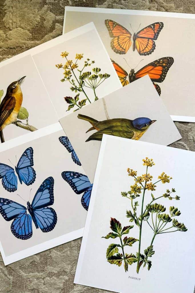 Images of birds and butterflies to frame 