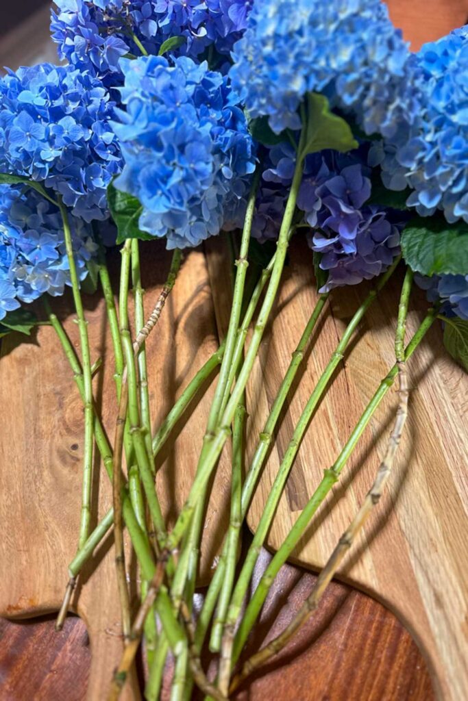 Hydrangea floral arrangements- stems of hydrangeas with  no leaves