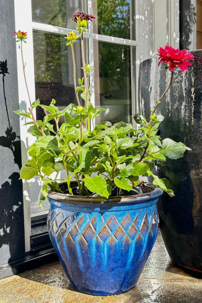 Deadheading dahlias in pots -Dahlia plant in a blue pot