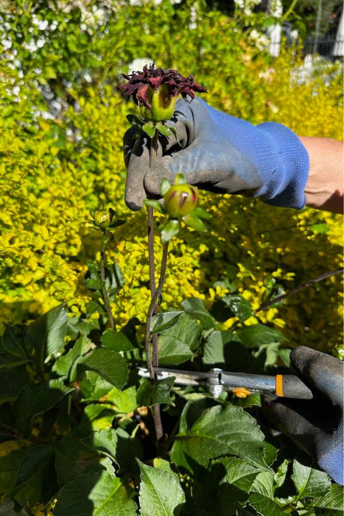 deadheading dahlias n pots 