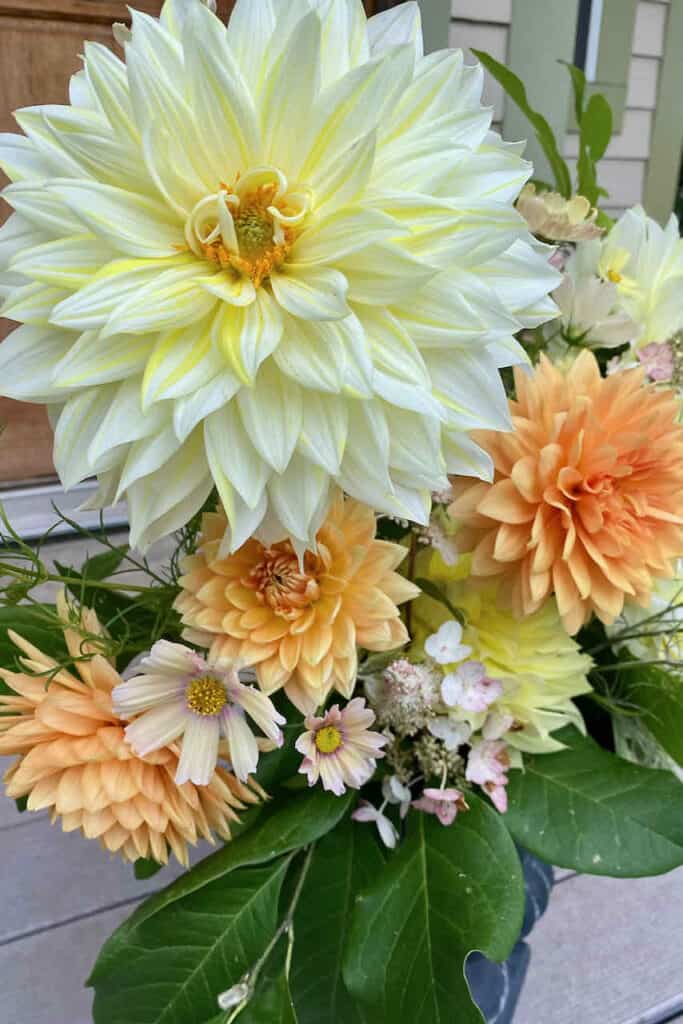 la luna dahlias 