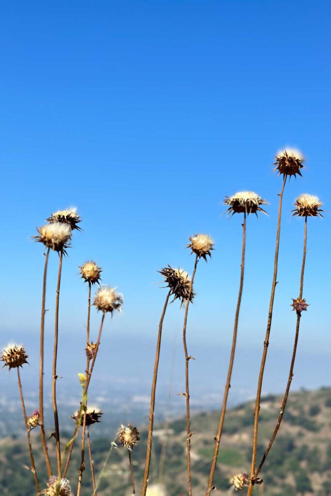 dried Thistles from hiking with a blue sky 