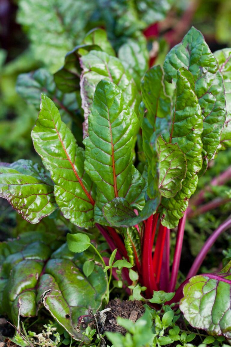 How Long do Roasted Beets Last in Fridge + Best Beet Recipes WM