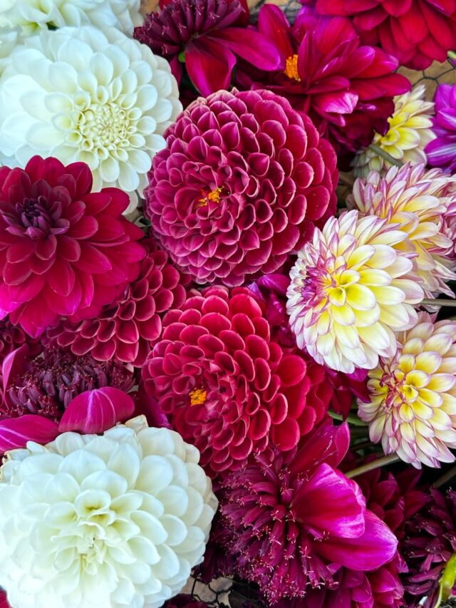 How To Keep Dahlias Blooming All Summer Long
