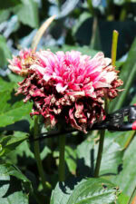 Deadheading Dahlias in Pots: Keep Your Blooms Thriving